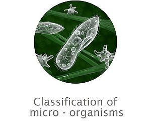 classification of micr-organisms